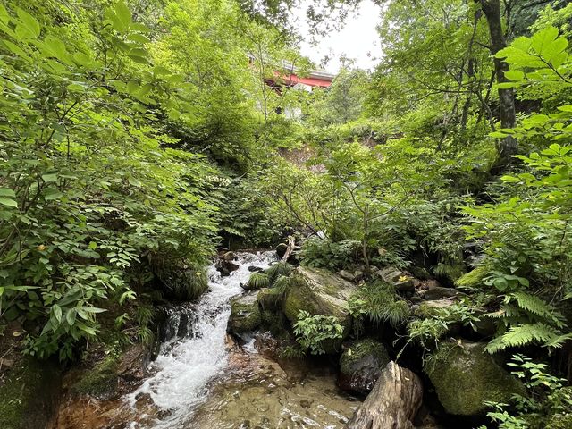 沢へ上陸しました。_猿山−MonkeyMountain−