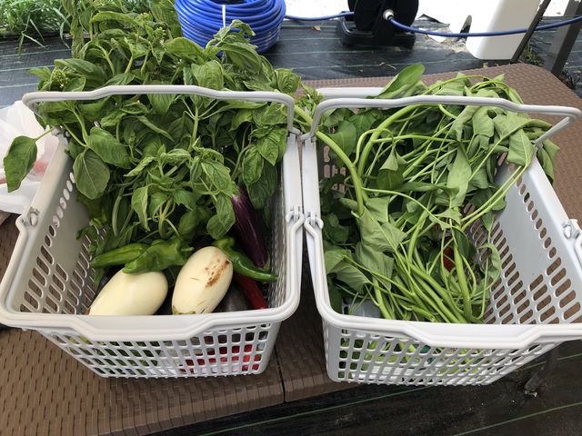 実際に収穫した野菜です。
バジルと空芯菜の下にもトマトやオクラが沢山隠れてしまってます(汗)_季節の収穫体験 四時農場 油山