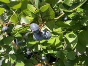 まさしさんのさわやかブルーベリーファーム市原の投稿写真2