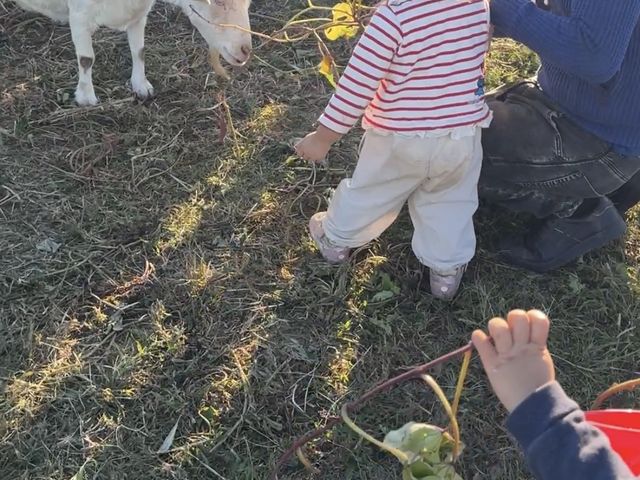 保護者の付き添いのもとヤギに芋の葉っぱをあげます_つくしファーム