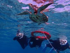 PolePolemarine385の写真1