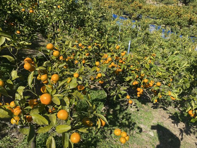 すずなりのみかん_橘香園