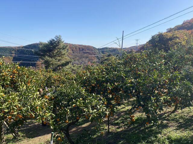 紅葉もきれいでした_橘香園