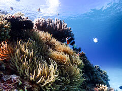 あやさんのオーシャンラウンジへの投稿写真2