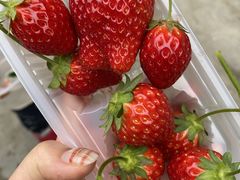 ララちゃんさんの夢いちごの郷 半澤いちご農園への投稿写真1