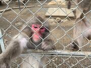 ひで1967さんの高宕山自然動物園の投稿写真1