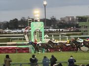 とろっとすたーさんの中山競馬場の投稿写真1