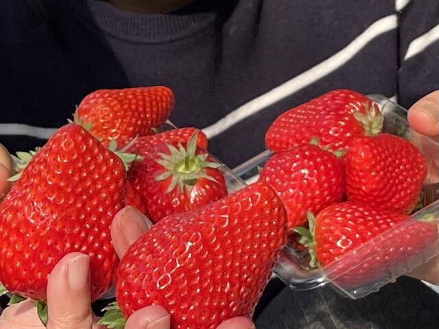 大粒の真っ赤なイチゴ_goone5