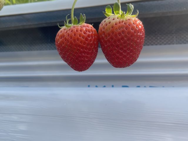 粒の形も綺麗で美味しいイチゴでした。_ヤァー!ベリーファーム