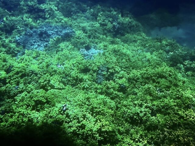 サンゴがすごく綺麗でした。_海洋自然博物館マリンジャム