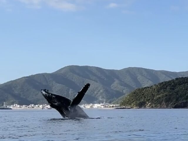 大迫力ジャンプ!_ダンデライオン奄美