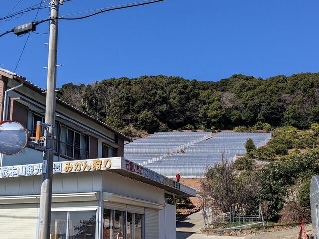 店先と斜面のハウス_倉田園