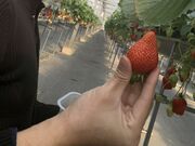 ゆうさんのつみつみいちごファームの投稿写真1