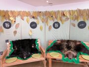 人生の足跡さんの氷上回廊水分れフィールドミュージアムの投稿写真2