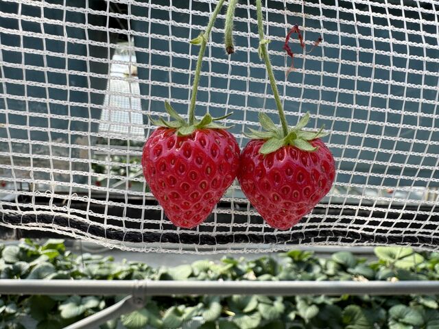 赤くて甘い。_白浜いちご狩りセンター