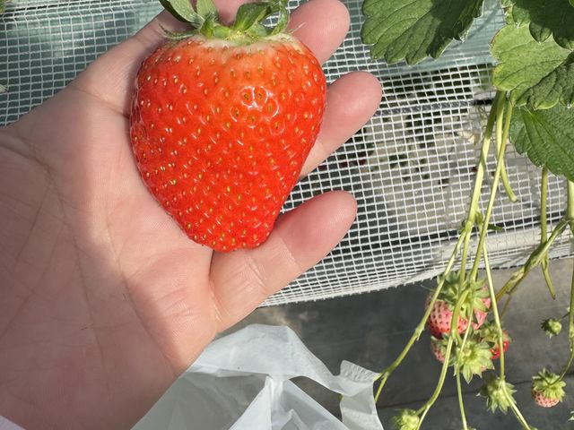 写真は横向いてますがこんな大きな苺も_白浜いちご狩りセンター