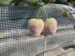けいさんの白浜いちご狩りセンターへの投稿写真3