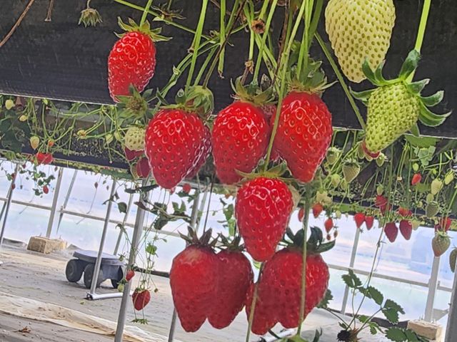 甘くておいしかった
_おおくしいちご園