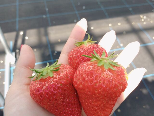 完熟で大粒な苺がたくさん_澁谷農園