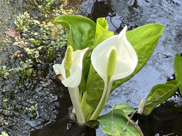 水芭蕉_登米町森林公園(オートキャンプ場)