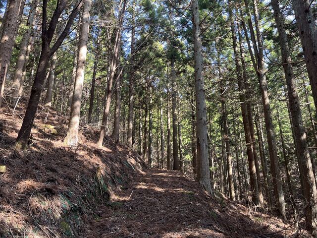 春の木漏れ日の中、森林浴_登米町森林公園(オートキャンプ場)