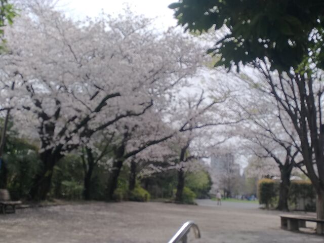 東山公園の桜_東山公園