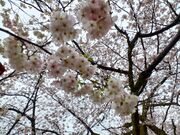 60代のスノーボードおじさんさんの高岡古城公園の桜の投稿写真4