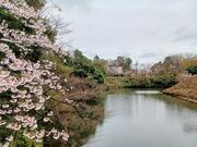 60代のスノーボードおじさんさんの高岡古城公園の桜の投稿写真5