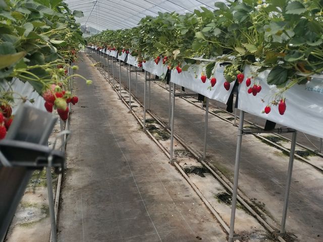 腰くらいの高さなので、しゃがむこと無く食べれます_尾崎農園 尾崎ストロベリーファーム
