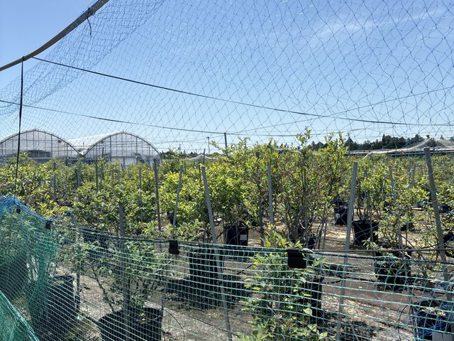 外にもブルーベリーの木がいっぱいです。_河合農園