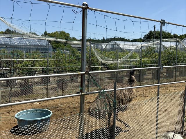 エミュー迫力ありますね_河合農園