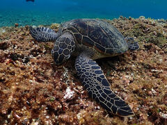 拓ちゃんさんのマリンサービス パッソへの投稿写真1