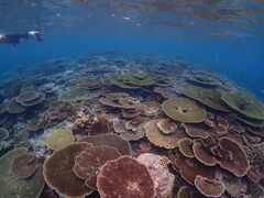 拓ちゃんさんのマリンサービス パッソへの投稿写真2