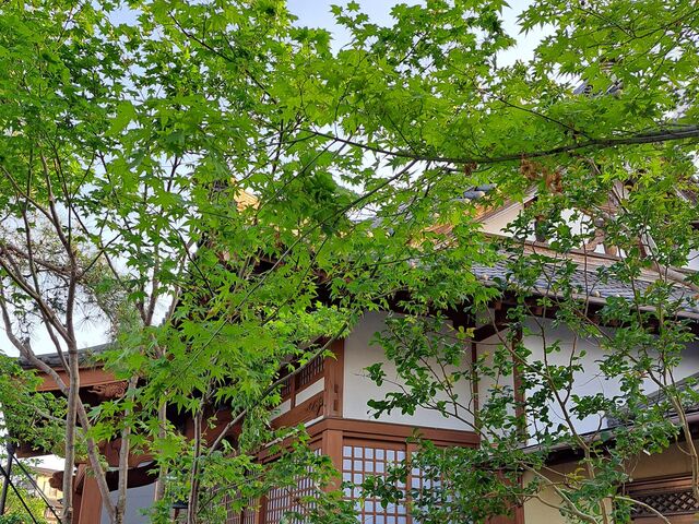 モミジの若葉が綺麗でした。_宿水山 善来寺