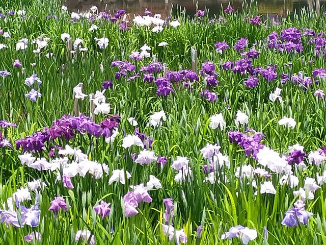 色とりどりの花菖蒲_水無月園