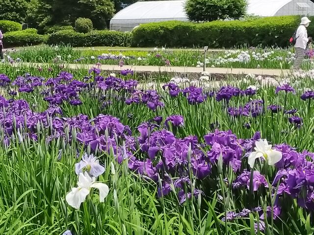 鮮やかな紫紺色_水無月園