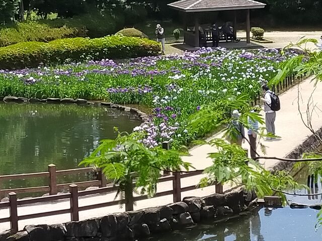 東屋と菖蒲池_水無月園