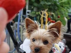 ななしさんの苺の里への投稿写真1