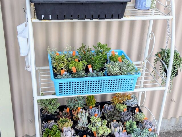 可愛い多肉植物_観音堂農園センター