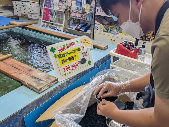 ワカメ詰め放題も2回目です。_伊勢志摩みやげセンター王将 鳥羽本店