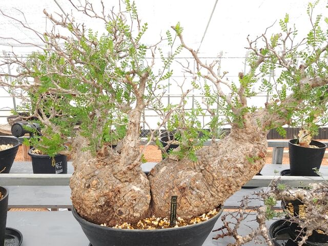 オペルクリカリア・パキプス_HAKONEKO PLANTS