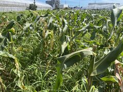 あさみんさんのきはらのたんぼへの投稿写真1