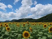 ひでちゃんさんの南光ひまわり畑の投稿写真1