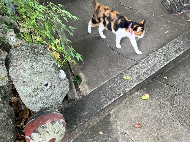 猫ちゃん1匹登場_猫の細道