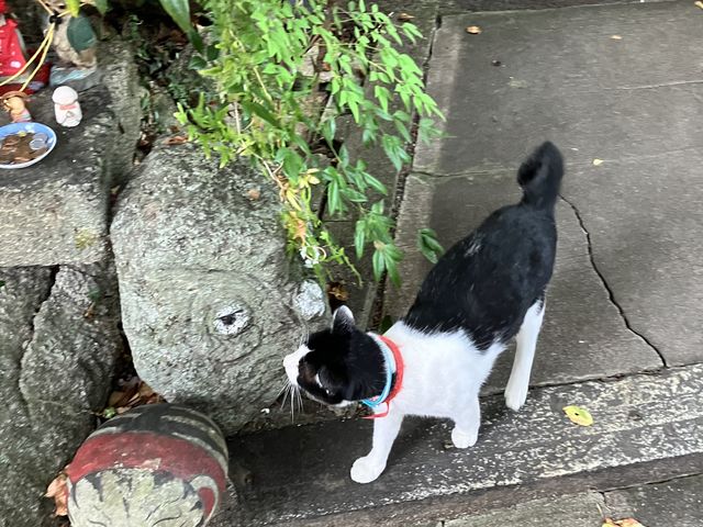 猫ちゃん2匹目登場_猫の細道