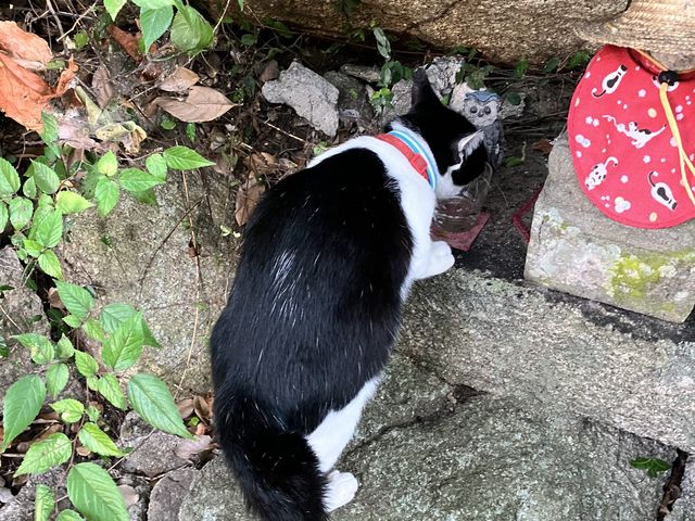 お水を一所懸命に飲んでいました_猫の細道