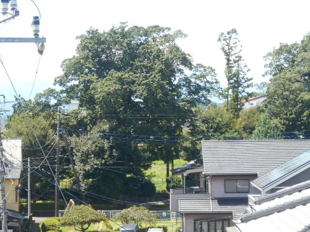 トシローさんの神谷神明宮のムクノキの投稿写真1
