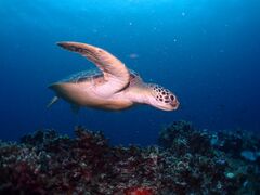 283さんのDIVING SHOP RYAAANへの投稿写真1
