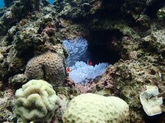 283さんのDIVING SHOP RYAAANへの投稿写真3