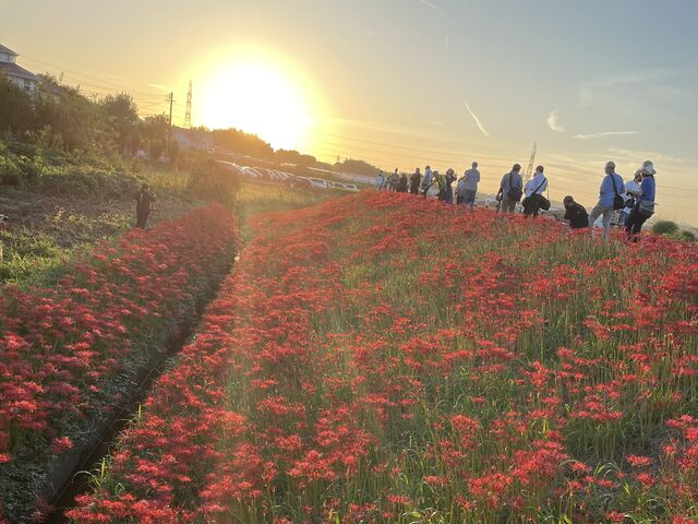 名鉄半田口駅より徒歩5分ほどで矢勝川に到着
堤防沿いに咲く彼岸花は見る価値あります_矢勝川堤の彼岸花